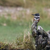 Belted Kingfisher